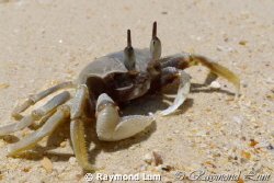 crabbie by Raymond Lum 